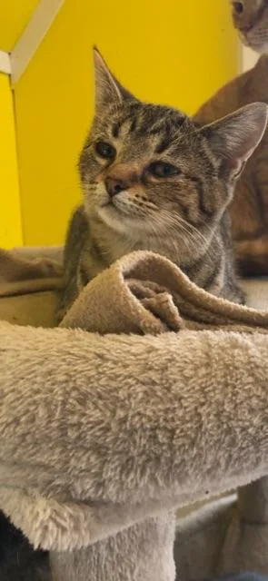 Hyacinth! thumbnail 3