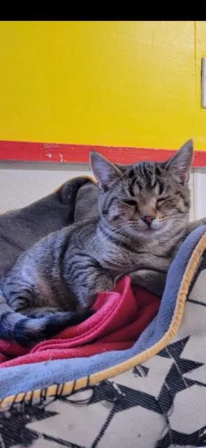 Hyacinth! thumbnail 6