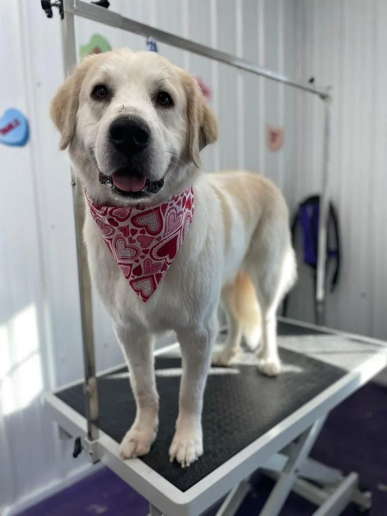 Chappell Bone thumbnail 2