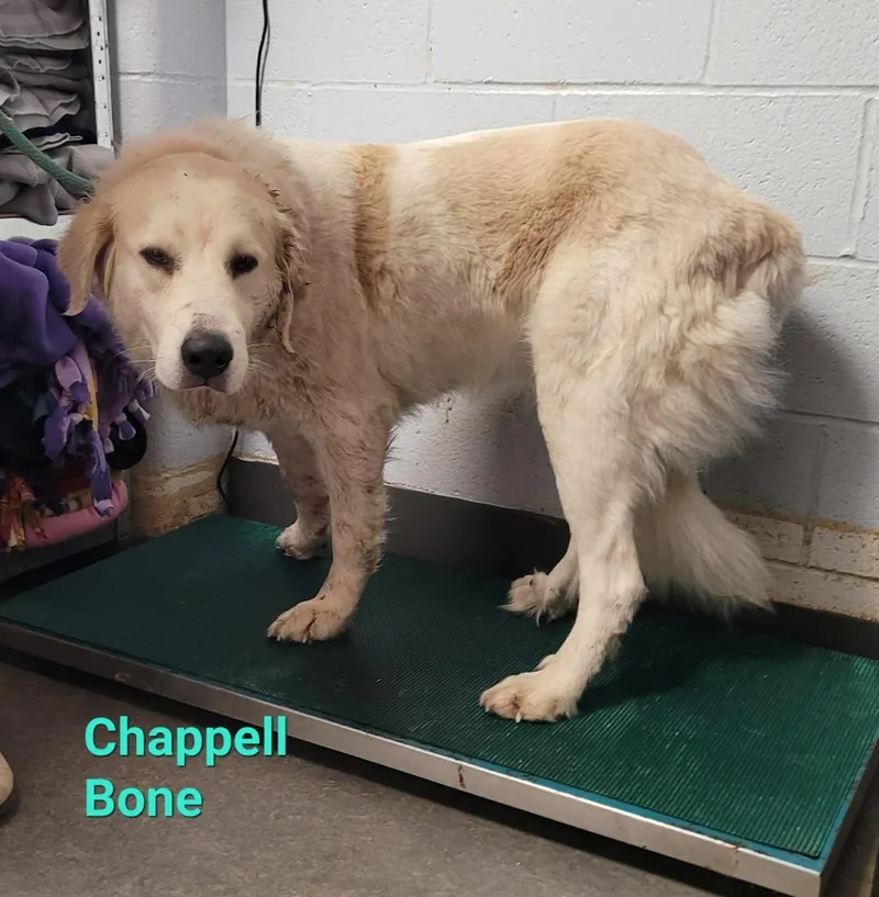 Chappell Bone thumbnail 3