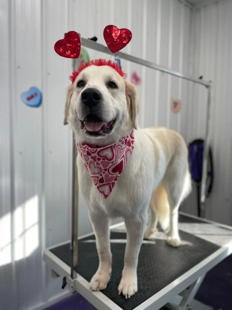 Chappell Bone thumbnail 4