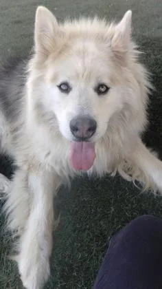 A senior large-sized male Alaskan Malamute dog named Wilson for adoption in Divide, CO