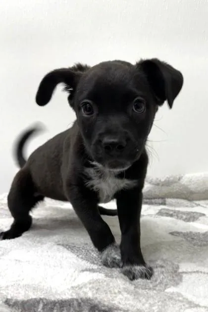 A young medium-sized female Cattle Dog dog named Connie Souphanousinphone for adoption in Phoenix, AZ