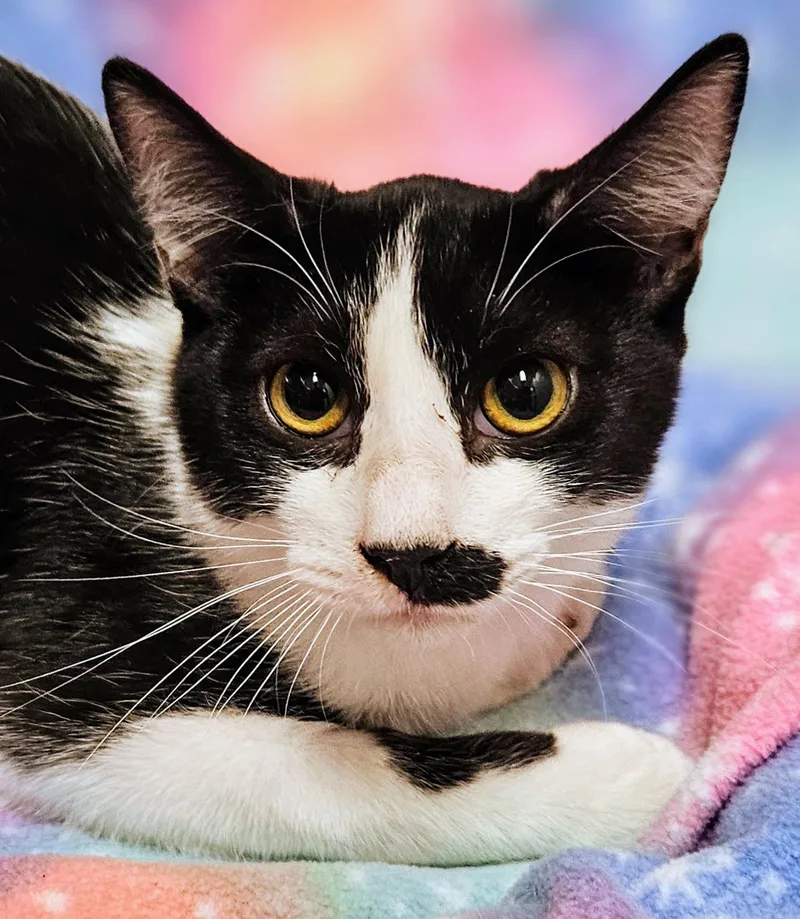 An adult small-sized male Black & White / Tuxedo Domestic Short Hair cat named Tucker  Rancho Cucamonga for adoption in Yorba Linda, CA