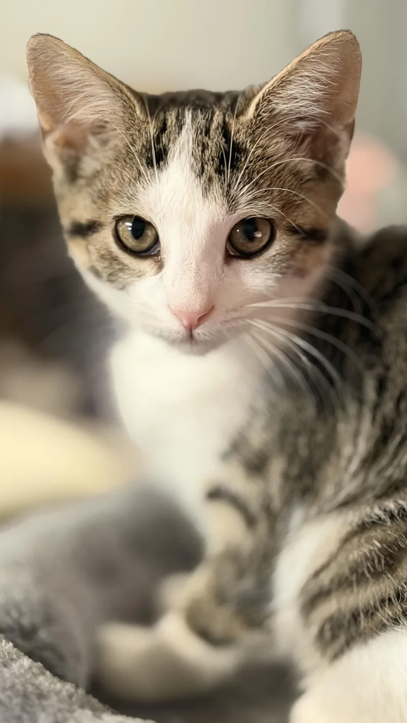A baby medium-sized female Gray & White American Shorthair cat named Daylight for adoption in Massillon, OH
