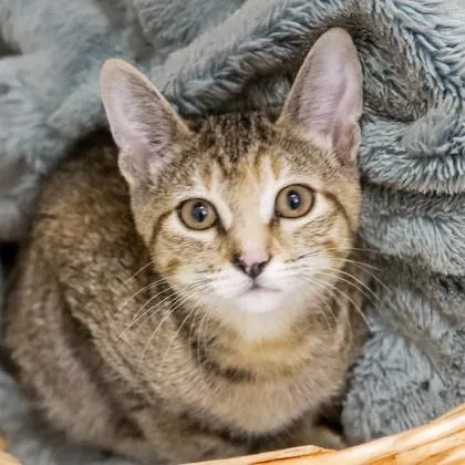 Isolde