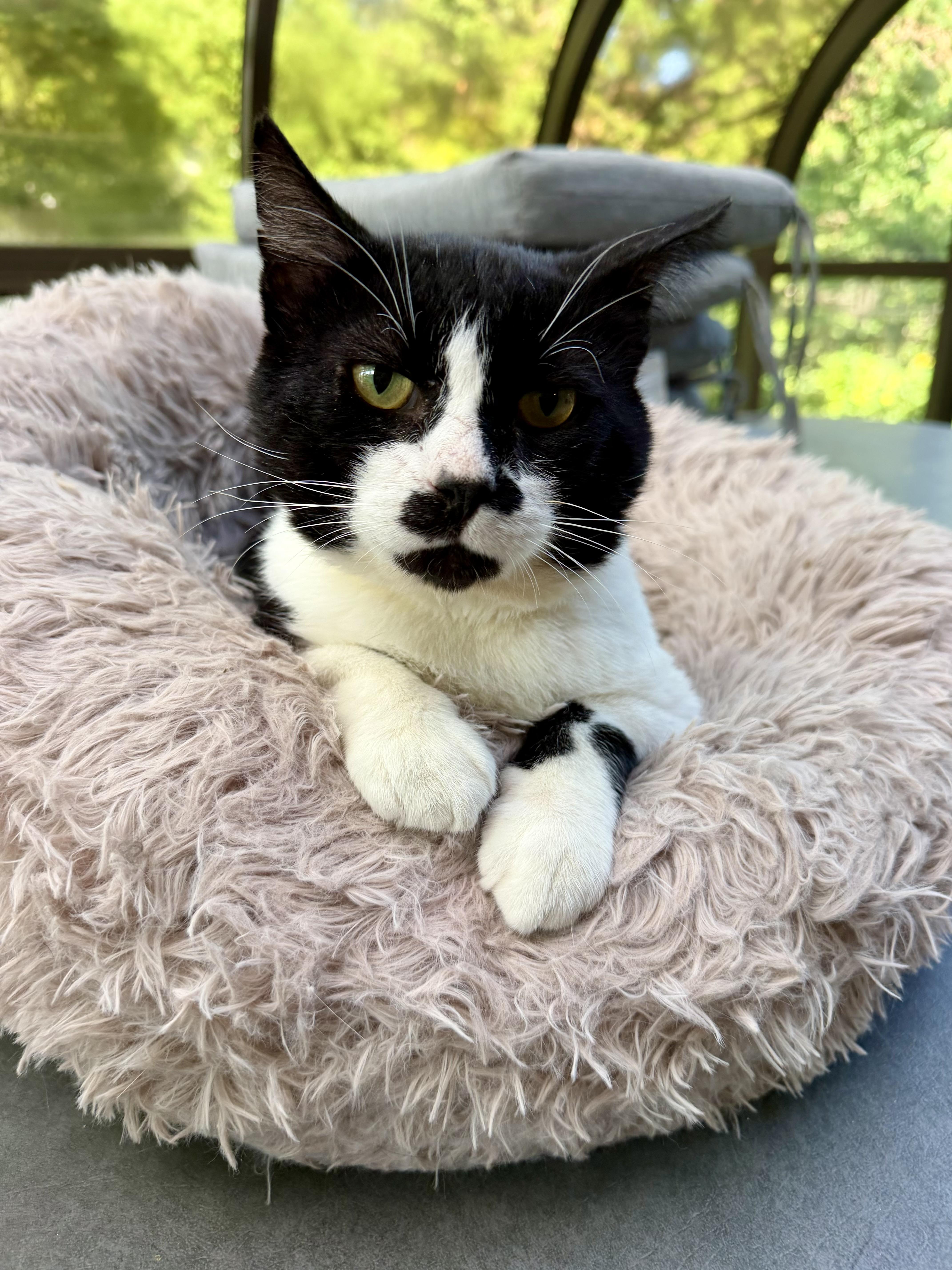 A young medium-sized male Black & White / Tuxedo Domestic Short Hair cat named Pete for adoption in Menasha, WI
