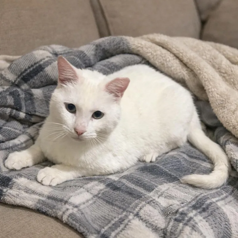 Olaf =^.^= thumbnail 2