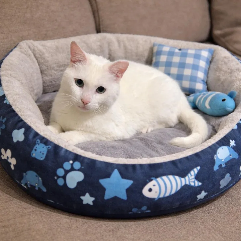 A young medium-sized male White Domestic Short Hair cat named Olaf =^.^= for adoption in Jacksonville, FL