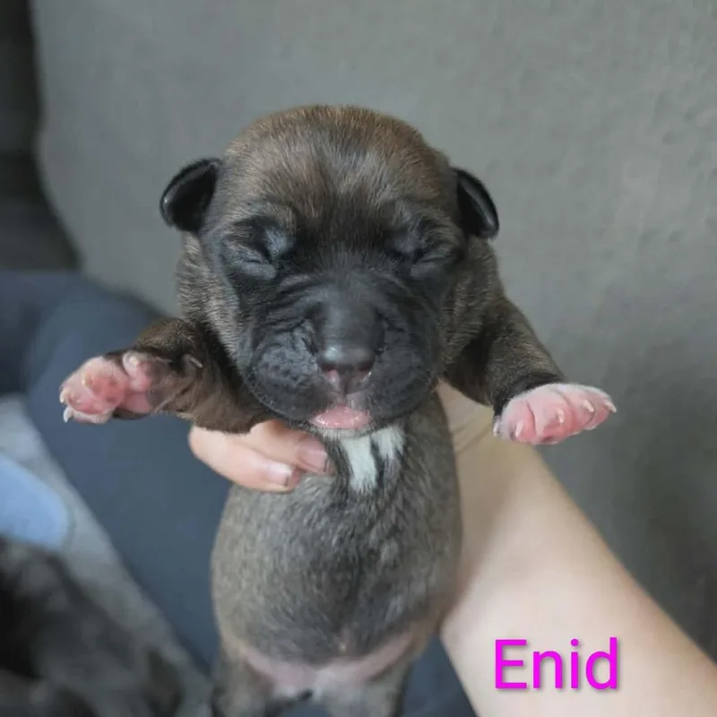 A baby small-sized female Brown / Chocolate Mixed Breed dog named Enid for adoption in Melbourne, KY