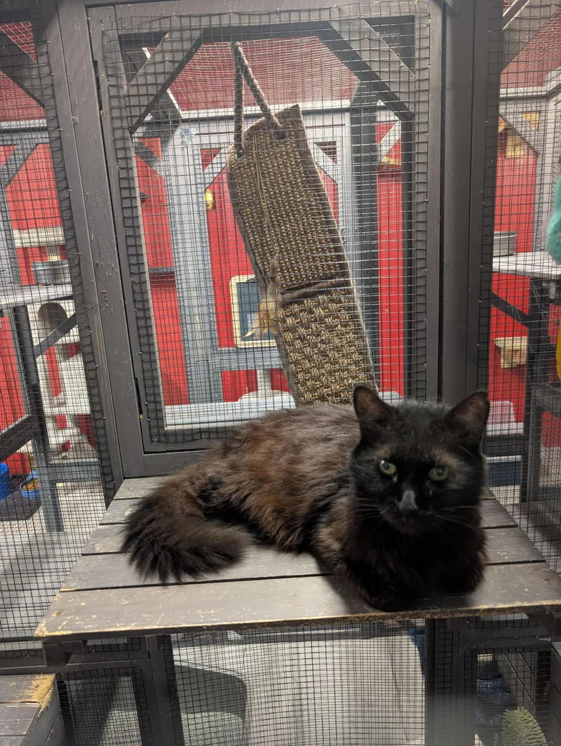 An adult medium-sized male Black Domestic Medium Hair cat named Fuzzytail for adoption in Chuckey, TN