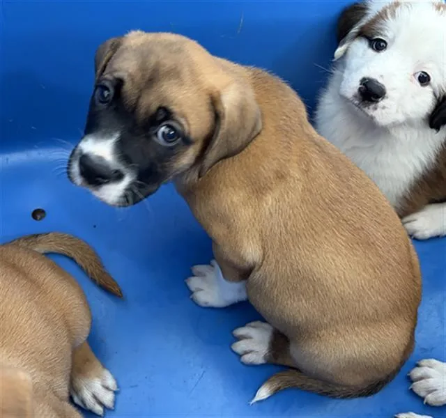 A baby large-sized male Mixed Breed dog named Andy for adoption in Dallas, TX