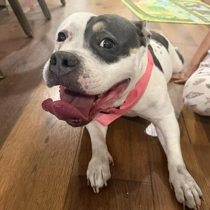 A senior medium-sized female White / Cream American Bulldog dog named Halo for adoption in Tampa, FL