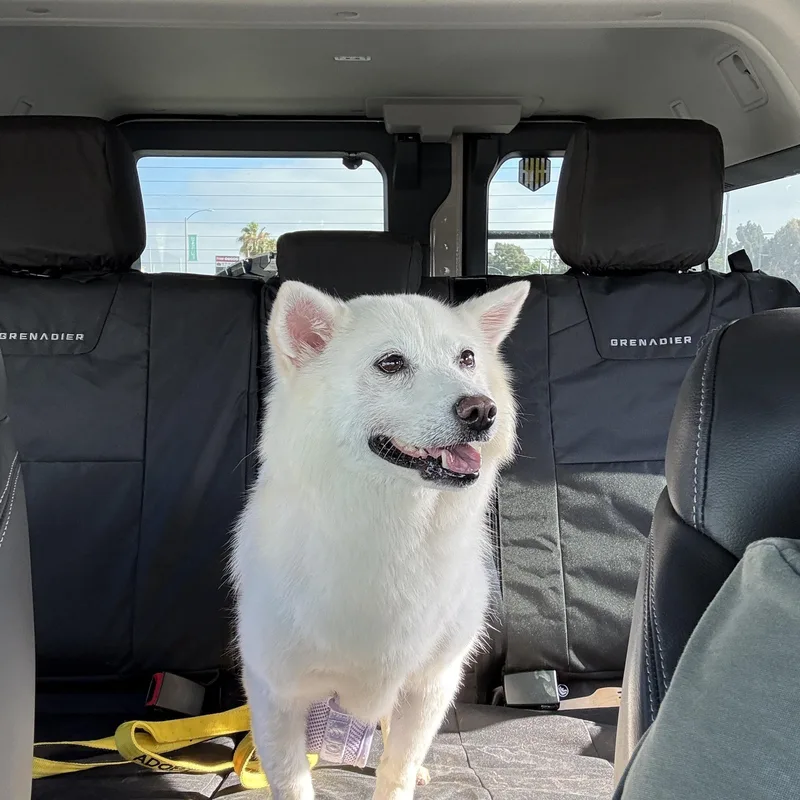 An adult small-sized female Spitz dog named Raon for adoption in Duluth, GA