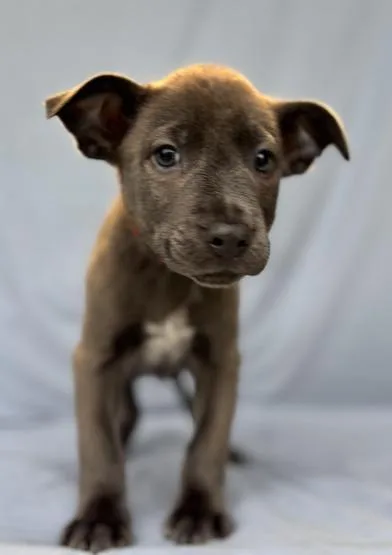 A baby medium-sized male White / Cream German Shepherd Dog dog named Sarge for adoption in Liverpool, TX