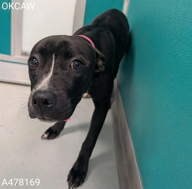 A young small-sized female Pit Bull Terrier dog named Sugar for adoption in Oklahoma City, OK