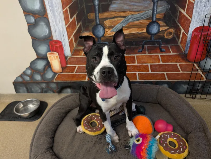 An adult large-sized male Black Pit Bull Terrier dog named Savvy for adoption in Port Washington, NY