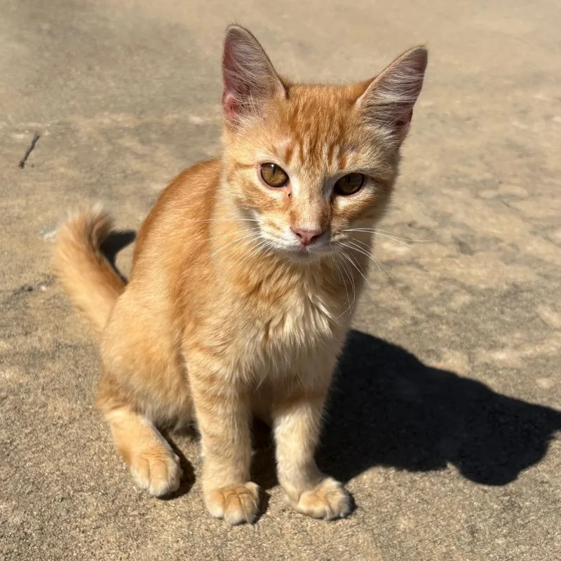 A young medium-sized male Orange / Red Domestic Medium Hair cat named Solstice for adoption in Milton, FL
