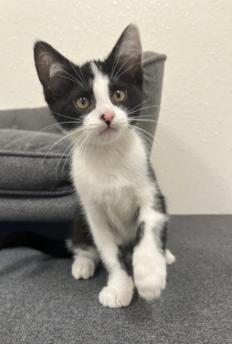 A baby medium-sized male Black & White / Tuxedo Domestic Short Hair cat named Red Bull for adoption in Red Wing, MN