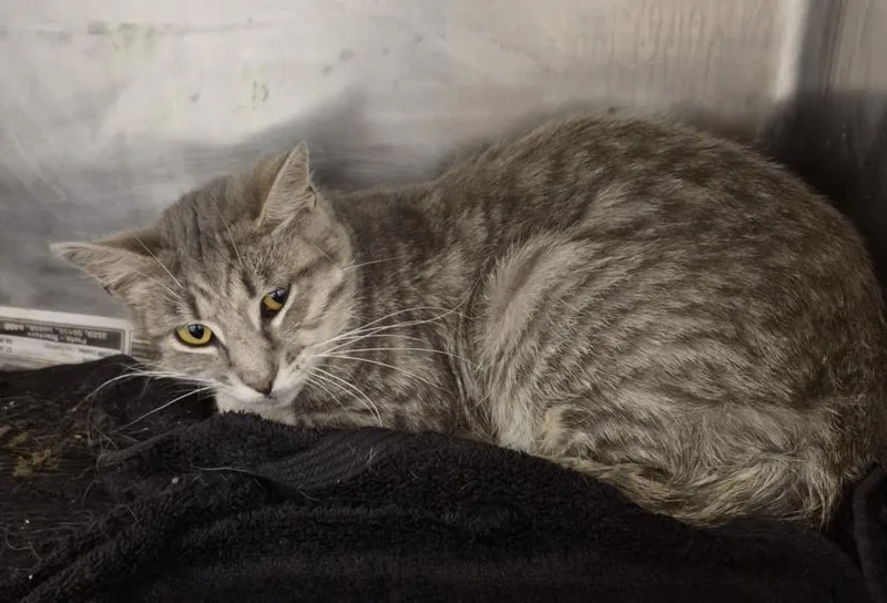 A young medium-sized male Domestic Short Hair cat named Peter for adoption in Hagerstown, MD