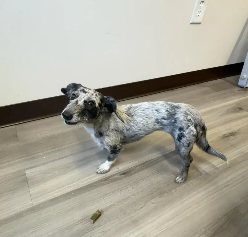 A young small-sized female Merle (Blue) Miniature Dachshund dog named Charlie COMING SOON for adoption in Nashville, TN