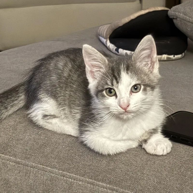 The Agatha Christie Litter thumbnail 2