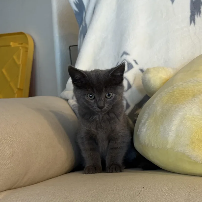 The Agatha Christie Litter thumbnail 3