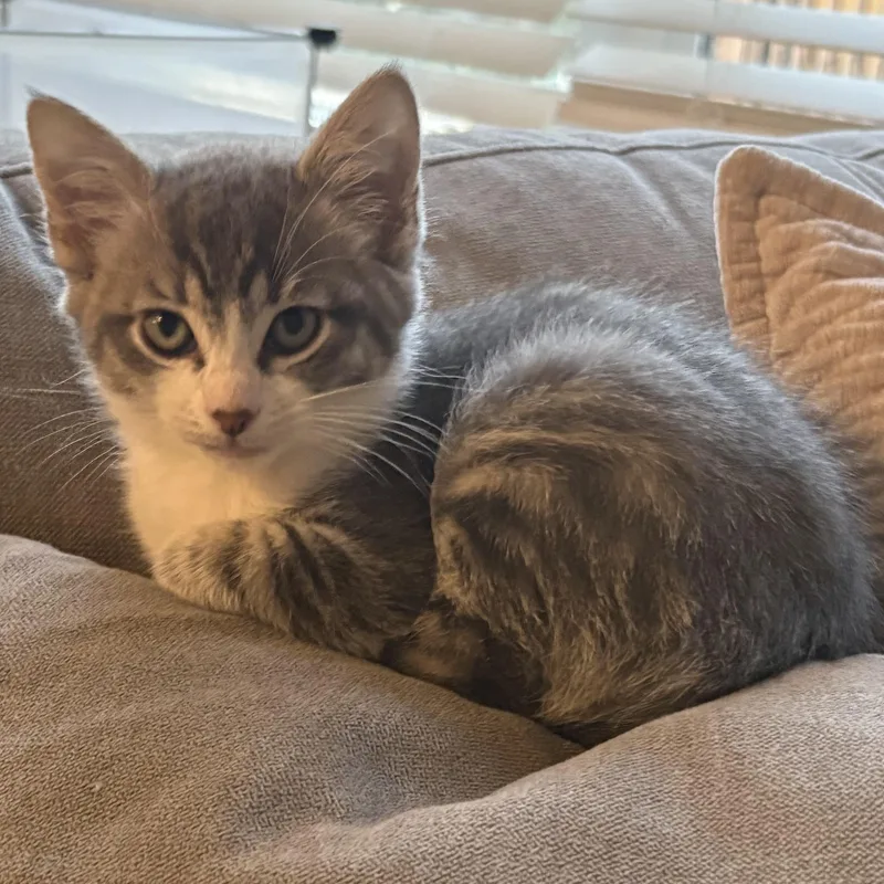 The Agatha Christie Litter thumbnail 4