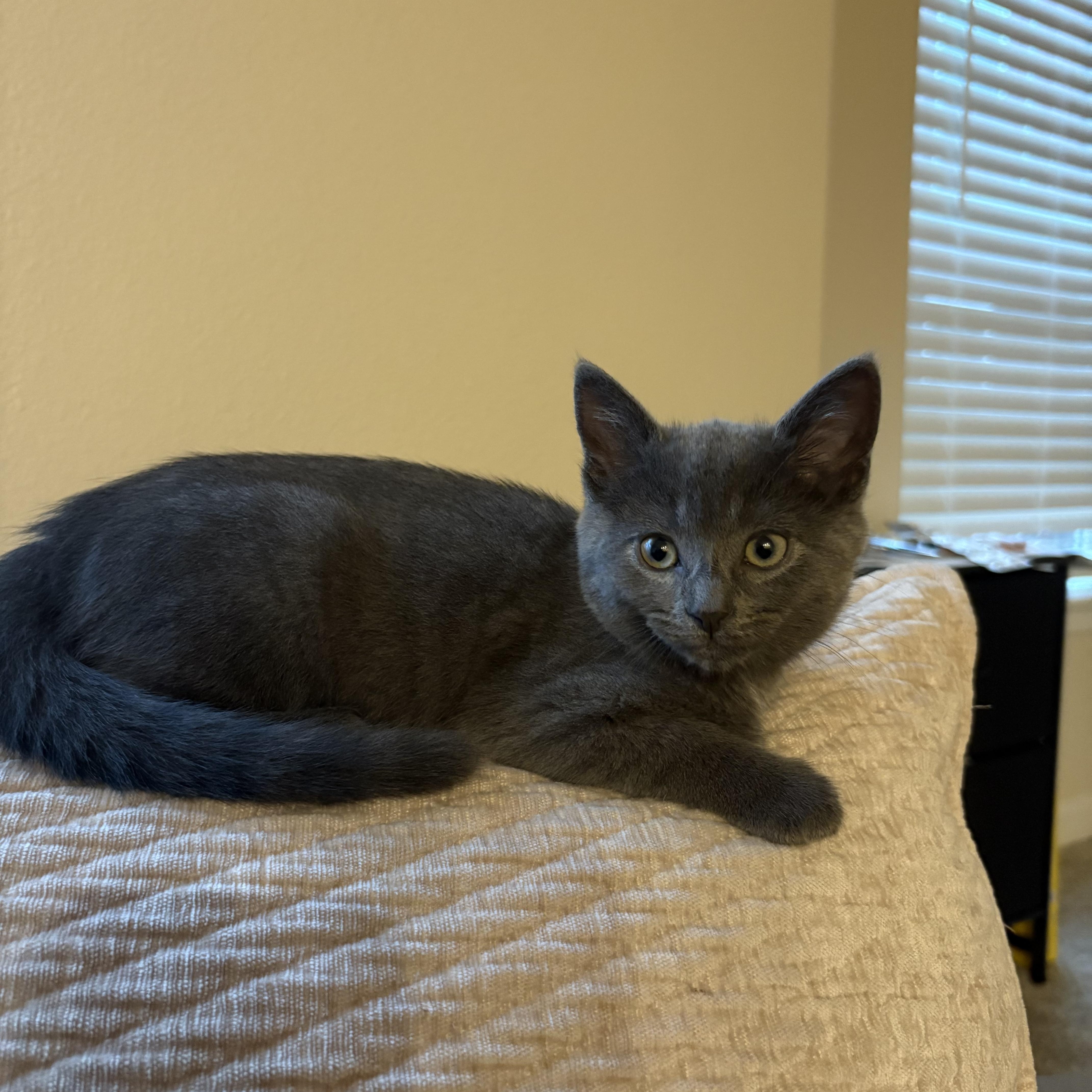 The Agatha Christie Litter thumbnail 5