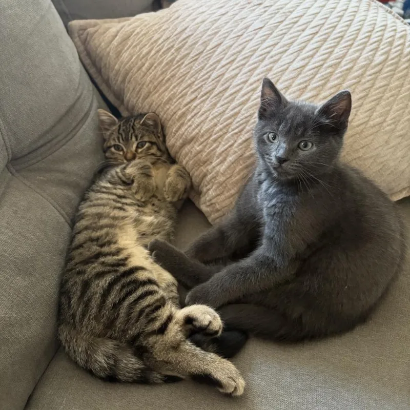 The Agatha Christie Litter thumbnail 6