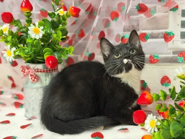 A baby small-sized female Domestic Short Hair cat named Rainbow for adoption in Fairfield, CA