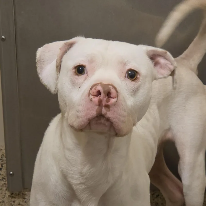 An adult medium-sized male White / Cream Mixed Breed dog named Cuervo for adoption in Aiken, SC