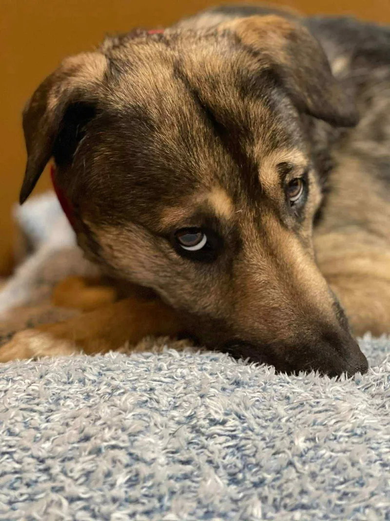 Yardstick thumbnail 4