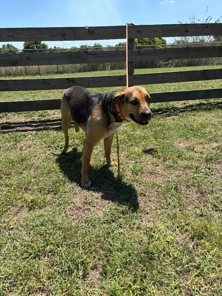 A young large-sized male Terrier dog named Sienna for adoption in Wauchula, FL