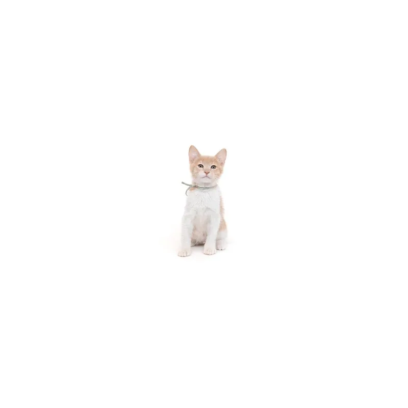 A baby small-sized male Orange / Red Domestic Short Hair cat named Jordan for adoption in Playa Vista, CA