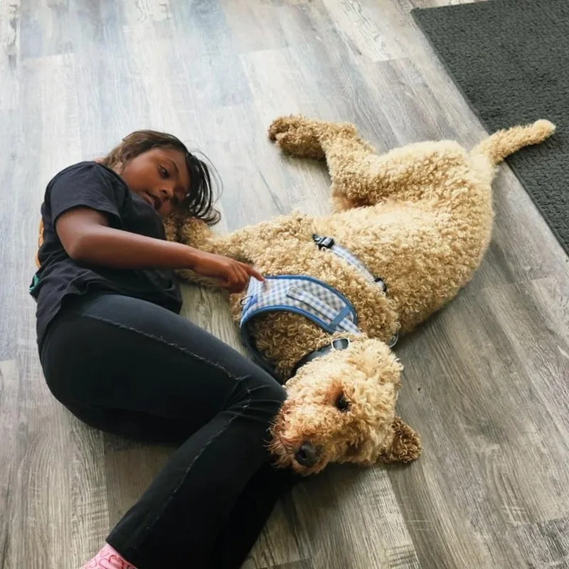 A senior medium-sized male Apricot / Beige Goldendoodle dog named SEBASTIAN Dhe for adoption in Burlington, WA