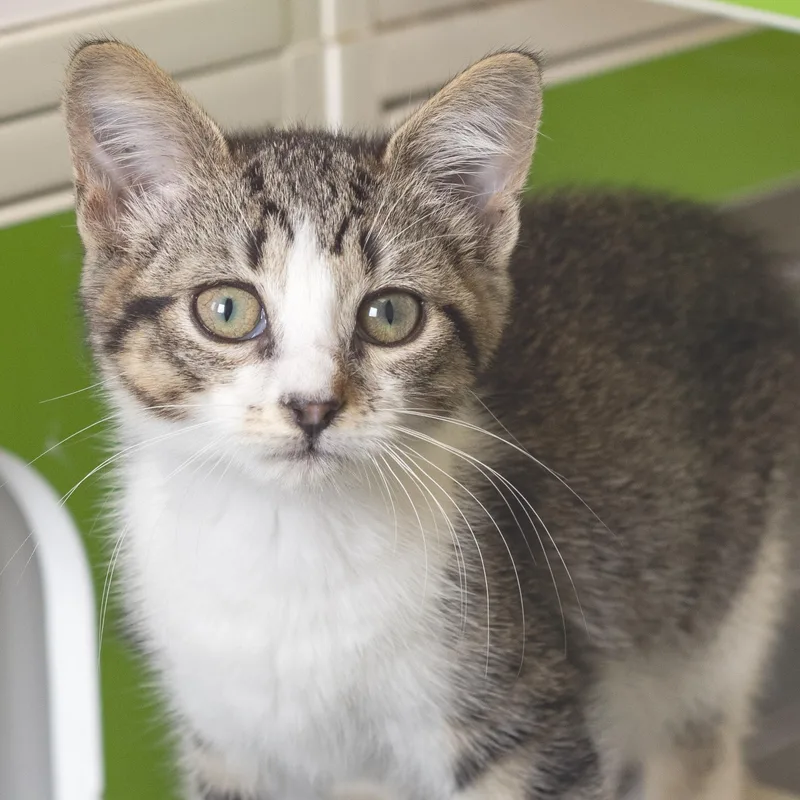 A baby medium-sized female Tabby (Brown / Chocolate) Domestic Short Hair cat named Thalia for adoption in Pontiac, MI