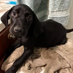 A young large-sized male Labrador Retriever dog named Hans for adoption in Ferndale, MI