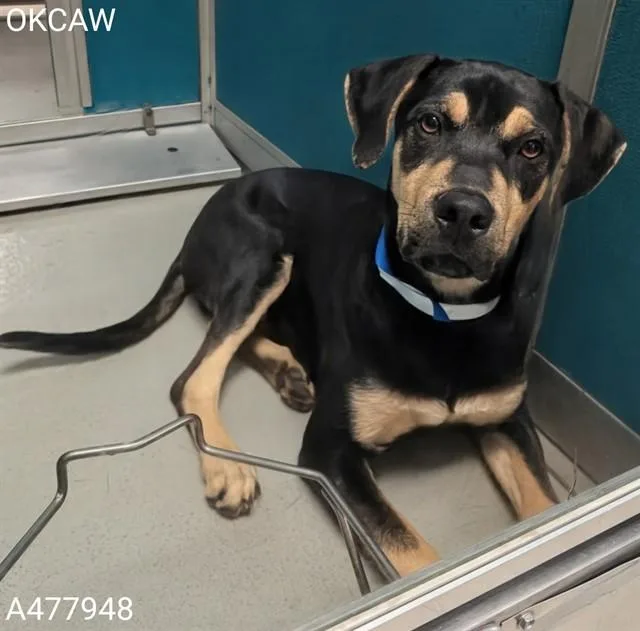 A young small-sized male Hound dog named King for adoption in Oklahoma City, OK