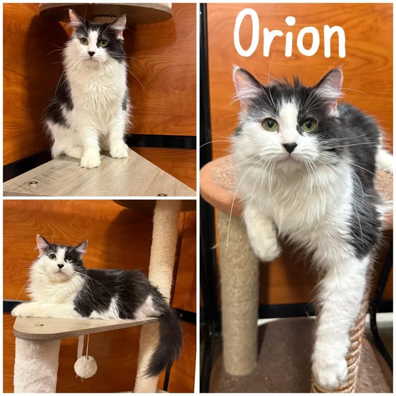 An adult medium-sized female Black Domestic Long Hair cat named Orion for adoption in Hemet, CA