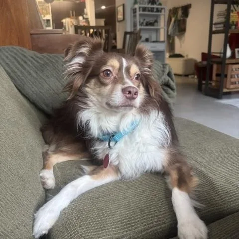 An adult small-sized male Australian Shepherd dog named Jax for adoption in Brooklyn, NY