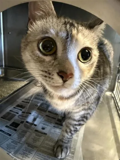 Gracie
