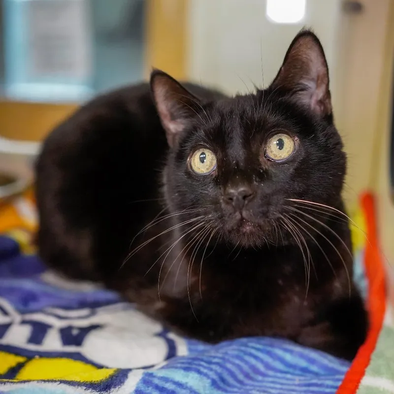 A senior medium-sized male Black Domestic Short Hair cat named Captain for adoption in Thomaston, ME