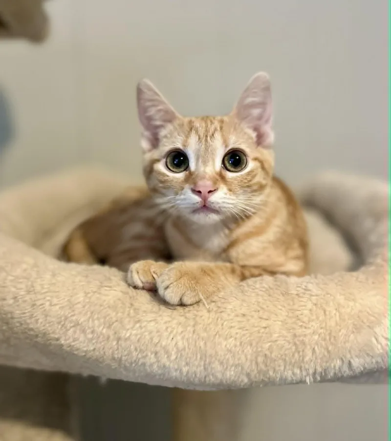 Colby Jack thumbnail 2