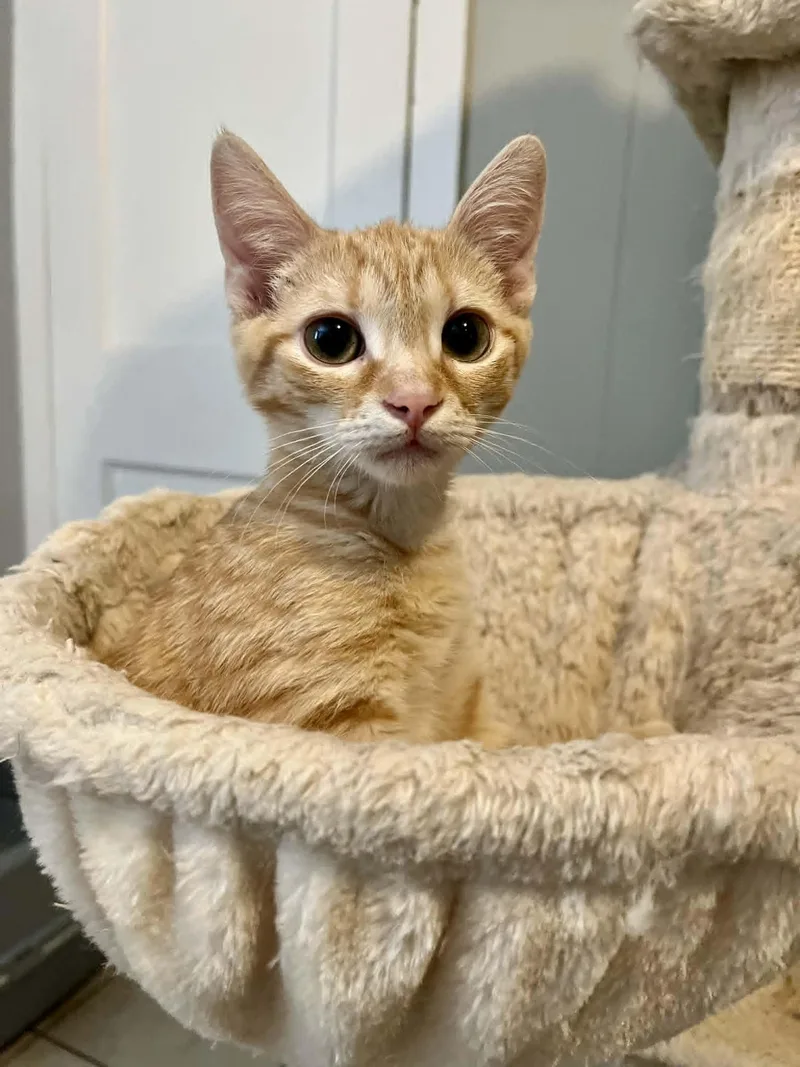 Colby Jack thumbnail 3