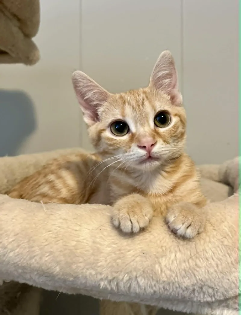 Colby Jack thumbnail 4