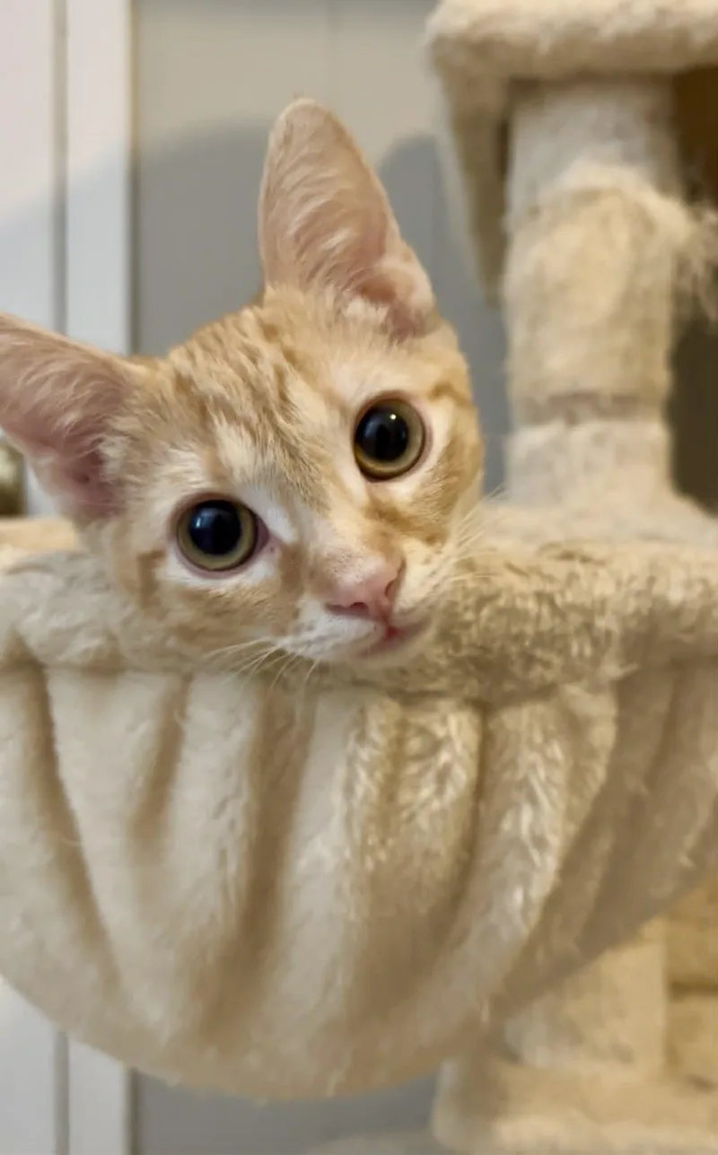 Colby Jack thumbnail 5