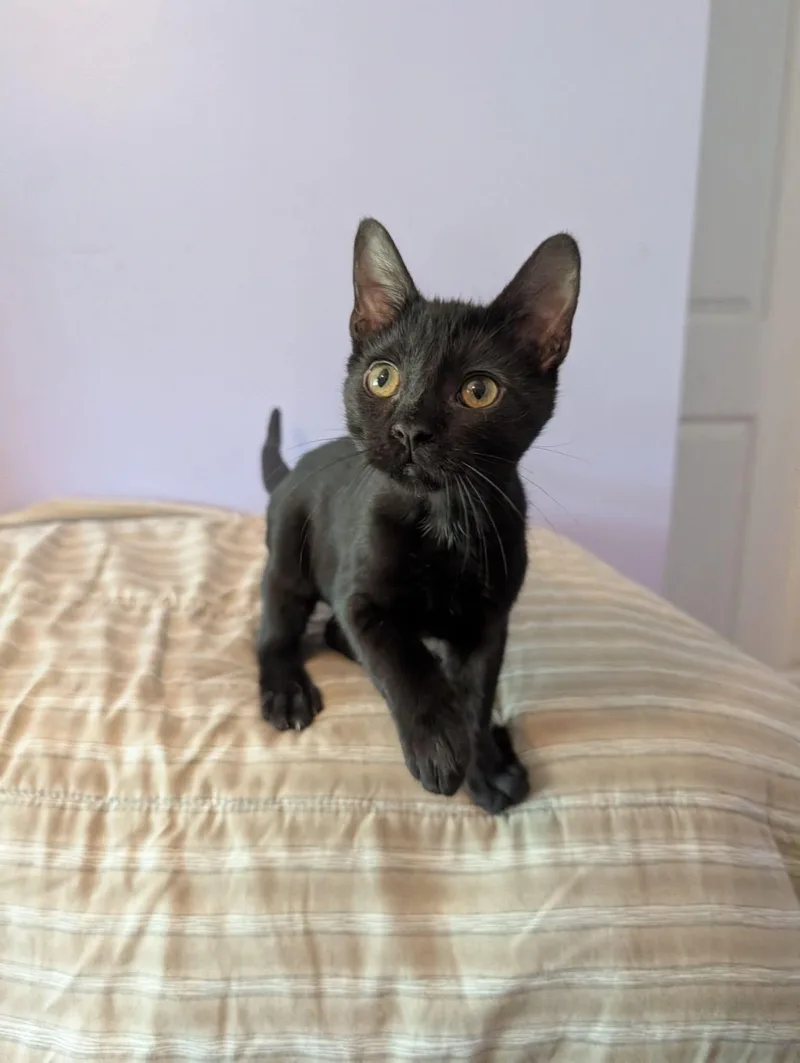 A baby medium-sized male Black Domestic Short Hair cat named Poet for adoption in Manhattan, KS