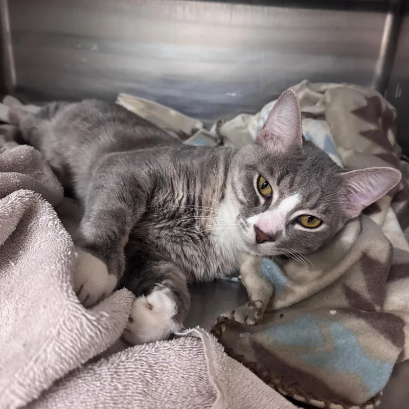 An adult medium-sized male Domestic Short Hair cat named Gingersnap for adoption in Middleburg, FL