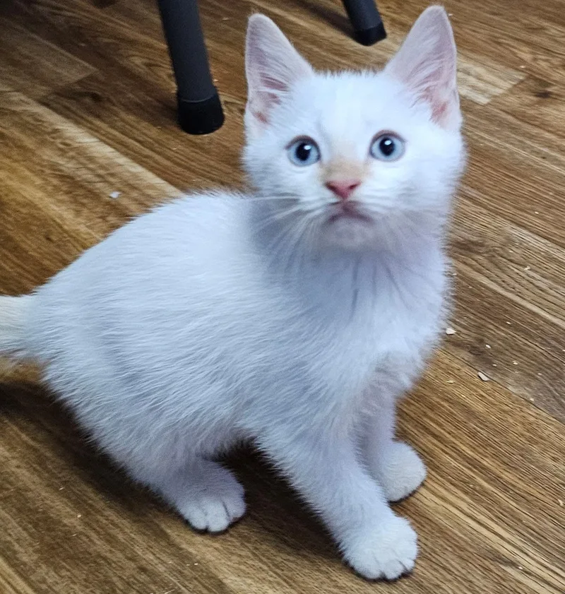 A baby medium-sized male Cream Point Domestic Short Hair cat named Laguna for adoption in Cincinnati, OH